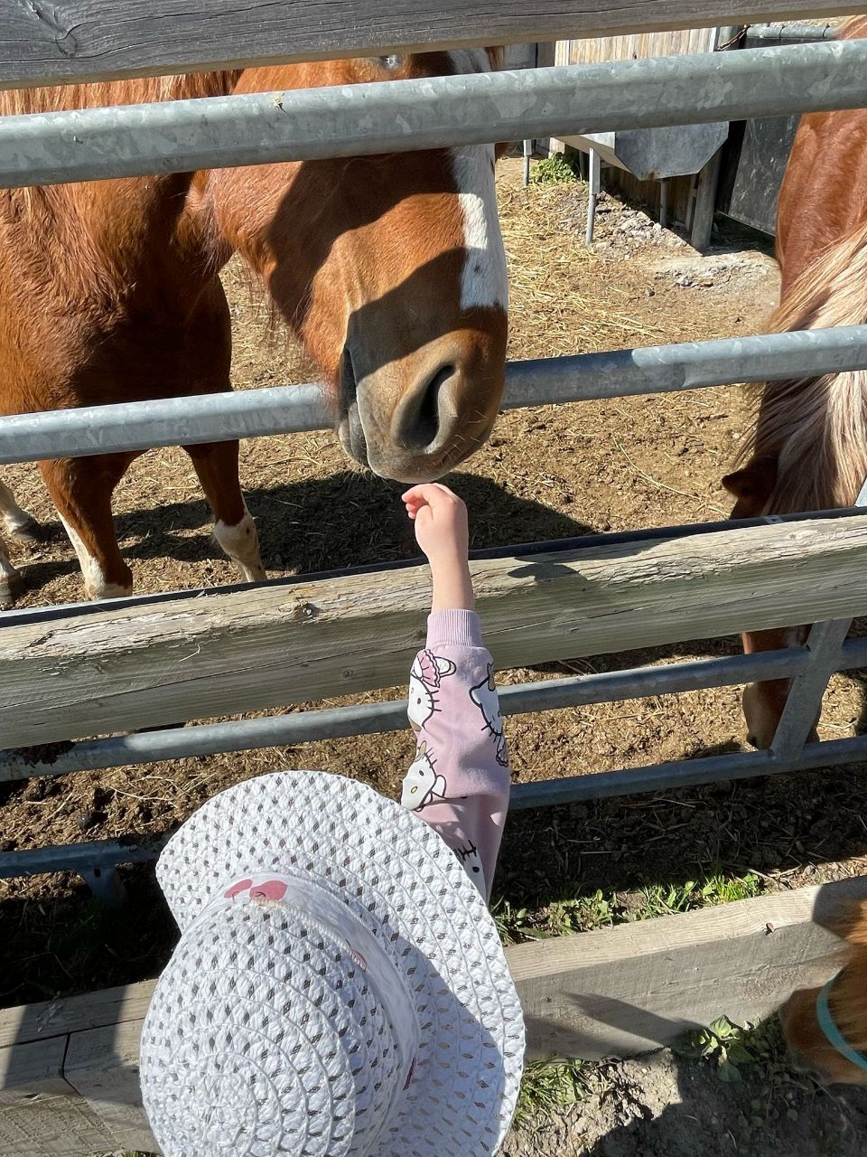 Cheval en liberté